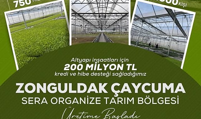 Çaycuma'da Sera Organize Tarım Bölgesi Üretime Başladı