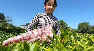 ÇAYKUR'dan yoğunluk açıklaması