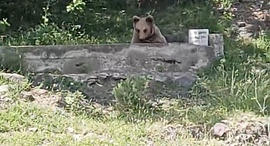 Çeşmede serinleyen ayı kamerada