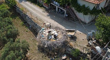 Çeyrek asırlık leylek yuvası mahallenin simgesi oldu