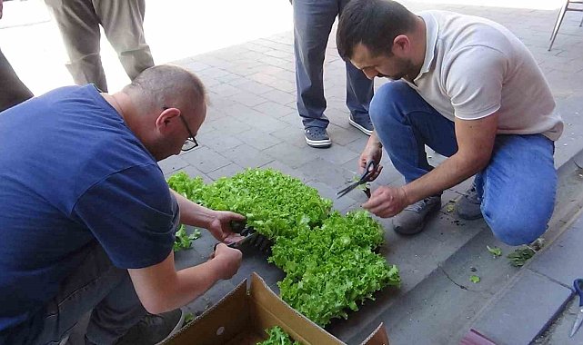 Çiftçilere 10 bin marul fidesi dağıtıldı