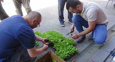 Çiftçilere 10 bin marul fidesi dağıtıldı