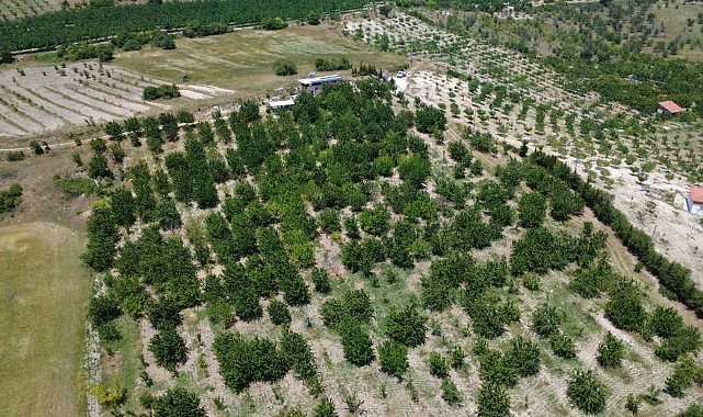 Coğrafi işaretli Demirci kirazında hasat başladı