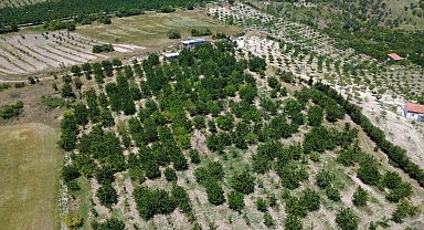 Coğrafi işaretli Demirci kirazında hasat başladı