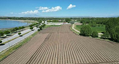 Coğrafi işaretli Erciş lahanasının fide dikimi başladı