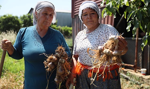 Coğrafi işaretli Ula sarımsağı ilgi odağı oldu