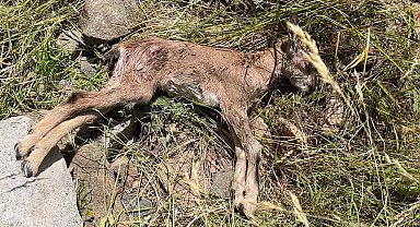 Çoruh Vadisi'nde yaban keçileri tehlike altında