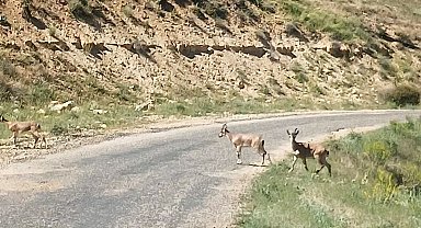Dağ keçilerini görüntüledi, "Ne kadar güzelsiniz" diyerek paylaştı