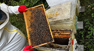 Dedesinin nasihatiyle başladı, şimdi 1 ton bal hedefliyor