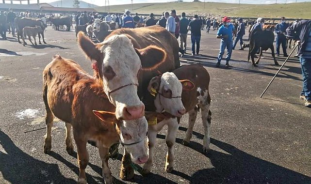 Demirözü'nde 14 köy ve 4 mahalle şap hastalığı nedeniyle karantina altına alındı