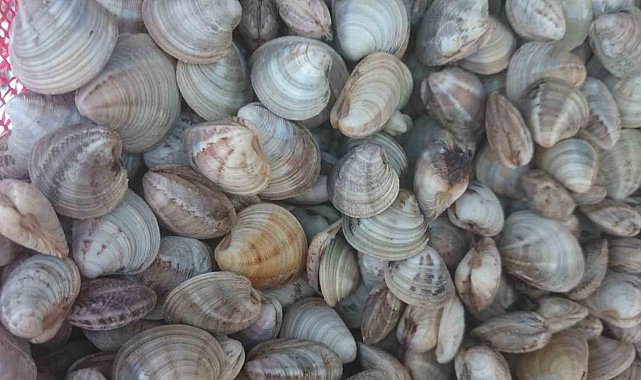 Deniz hıyarı ve beyaz kum midyesi üretimi arttı