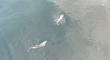 Denizdeki yunuslar havadan görüntülendi