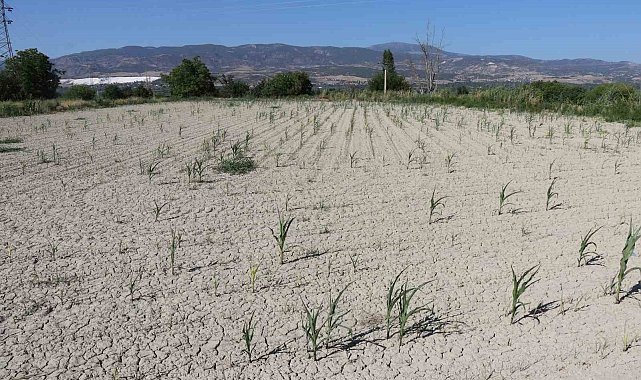 Denizli DESKİ'den su kullanan çiftçinin 5 bin dönüme ektiği mahsulleri kurudu