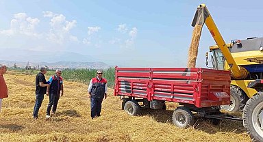 Denizli'de buğday hasadı başladı