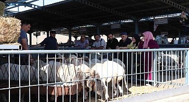 Denizli'de kurbanlıklar alıcılarını bekliyor