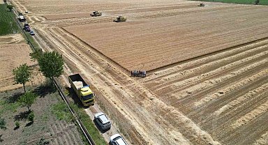 Denizli'de sarı altın hasadı havadan görüntülendi