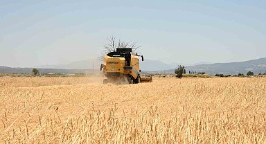 Denizli'nin hububat deposu Acıpayam'da arpa hasadı başladı