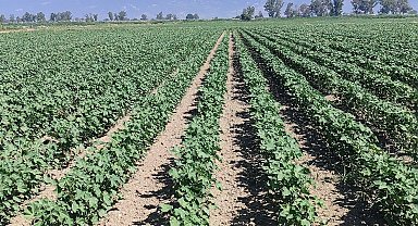 Didim'de pamuk zararlıları kontrol edildi