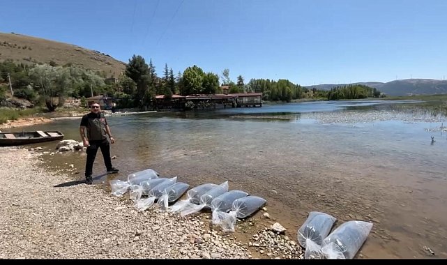 Dinar'da baraj ve göletlere 205 bin yavru balık salındı