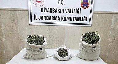 Diyarbakır'da 22 bin kök kenevir bitkisi ile 12 kilo esrar ele geçirildi