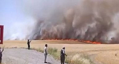 Diyarbakır'da bin dönümden fazla biçilmemiş buğday ve arpa yangında kül oldu