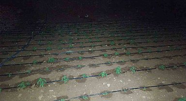 Diyarbakır'da kenevir tarlasını damlama sistemiyle suladılar