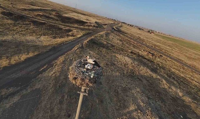 Diyarbakır'da leylekler yuvalarına döndü