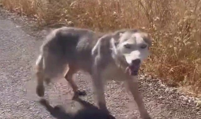 Diyarbakır'da melez kurdu evcil köpek çağırır gibi çağırdılar