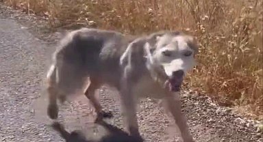 Diyarbakır'da melez kurdu evcil köpek çağırır gibi çağırdılar