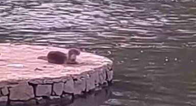 Diyarbakır'da su samuru ve yavrusu güneşlenirken görüntülendi