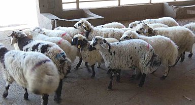 Diyarbakırlı kasaptan "Kasaplık Belgesi olmayan bıçağı alıp çıkmasın" uyarısı