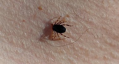 Doğu Karadeniz'de kene mevsimi sakin geçiyor