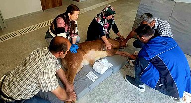 Doğum sırasında bacağı kırılan buzağı, başarılı ameliyatla hayata tutundu