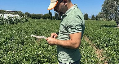Domates güvesi tehlikesine karşı üreticilere ilaçlama uyarısı