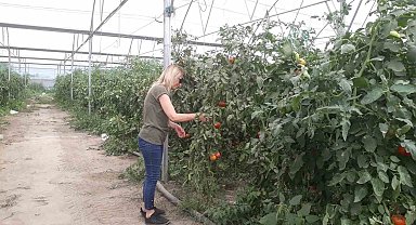 Domateste hasat öncesi numuneler alındı