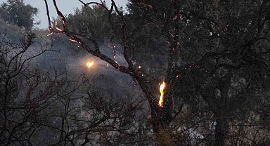 Düğün konvoyundan atılan meşale yangın çıkardı