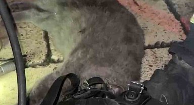 Dumandan etkilenen kediyi oksijen maskesiyle kurtardılar