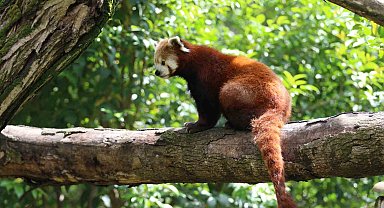 Dünyada sayılı bulunuyor: Özel bakımla yaşatılıyor