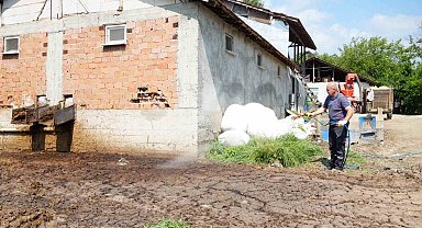 Düzce'de görülmeye başladı