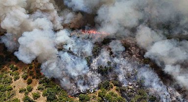 Edirne'de orman yangını