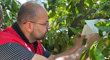 Edremit'te Akdeniz meyve sineği takibi sürüyor