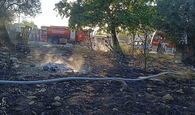 Edremit'te yangında 123 zeytin ağacı alev alev yandı