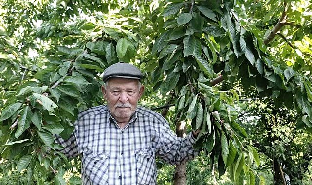 Ege bu yıl meyveye hasret