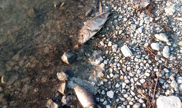 Eğirdir Gölü'nde yüzlerce sazan balığı ölü bulundu