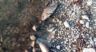 Eğirdir Gölü'nde yüzlerce sazan balığı ölü bulundu