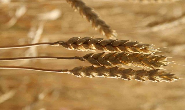 Ekmekçiler makarnacılara göre karlı bir hafta geçirdi