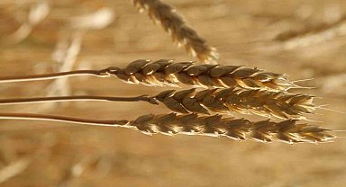 Ekmekçiler makarnacılara göre karlı bir hafta geçirdi