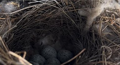 Ekskavatöre yuva yapan kuş için çalışmalar durduruldu