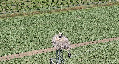 Elazığ'da 'leylekli köy' misafirlerini ağırlamaya devam ediyor