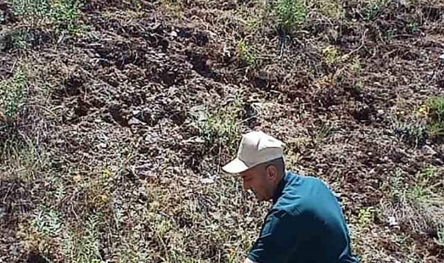 Elazığ'da ada çayı izleme çalışması yapıldı